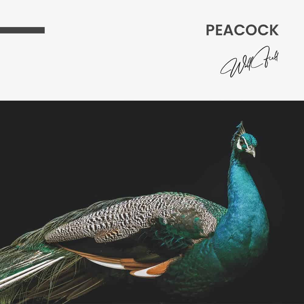 Peacock – Vetro