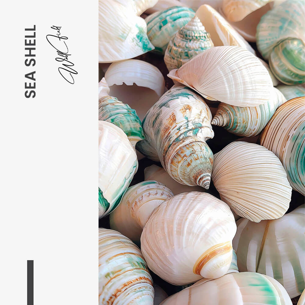 Sea Shell – Vetro