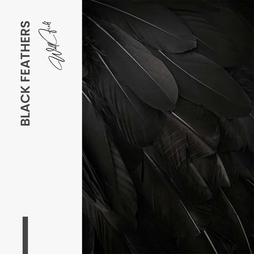 Black Feathers – Glass