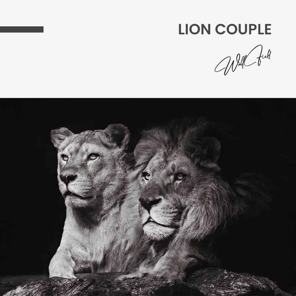 Lion Couple – Vetro
