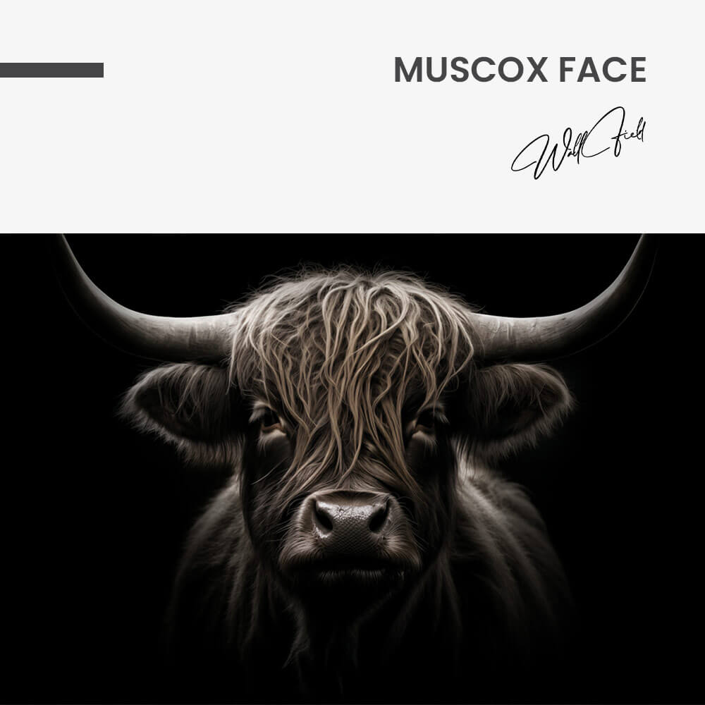 Muscox Face – Vetro