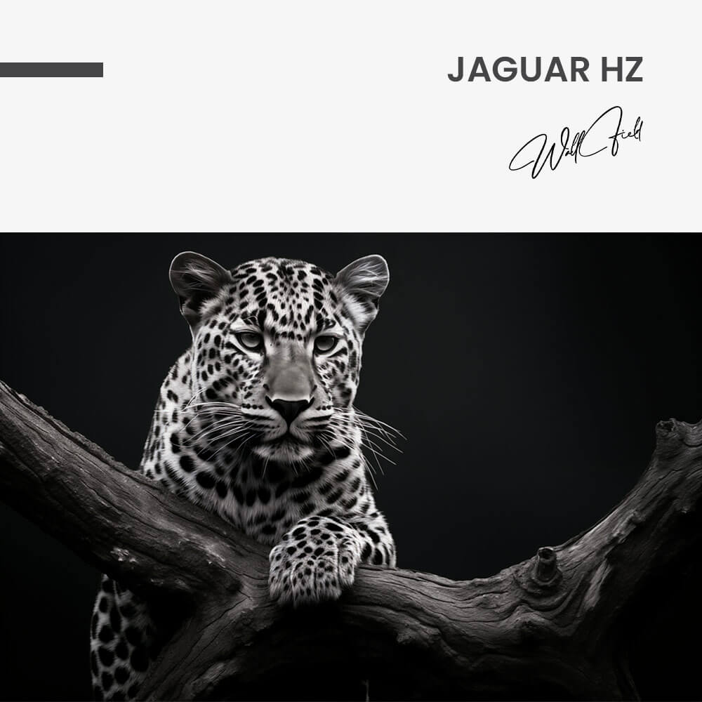 Jaguar HZ – Vetro