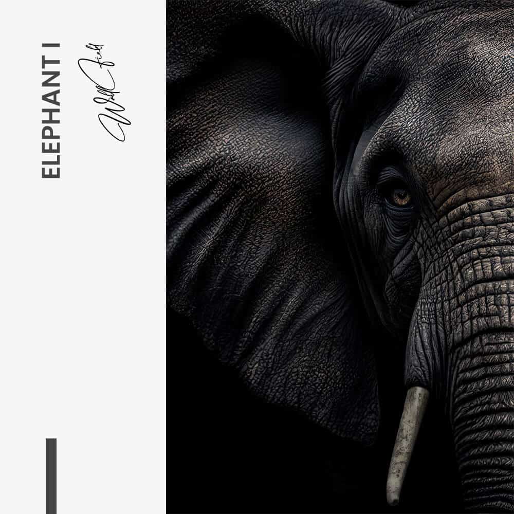 Bundle: "Elephant" (2x)