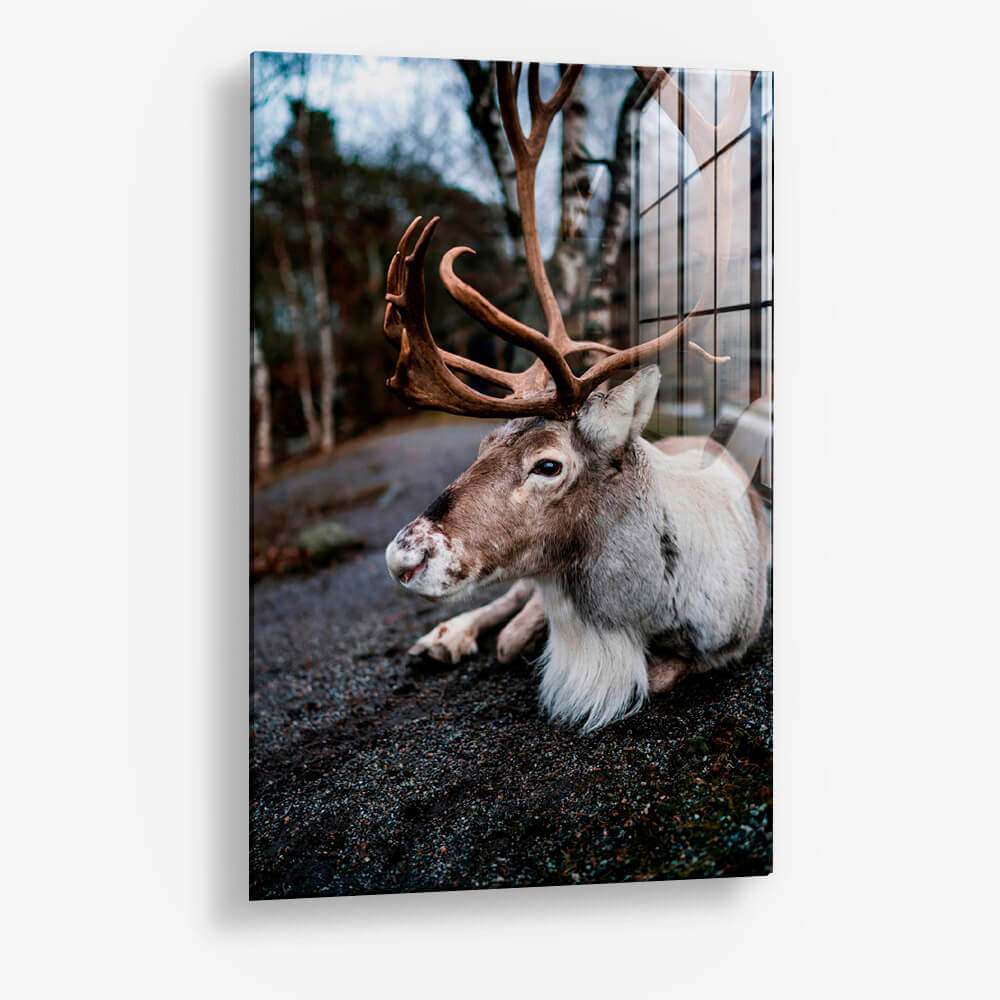 The Caribou – Vetro