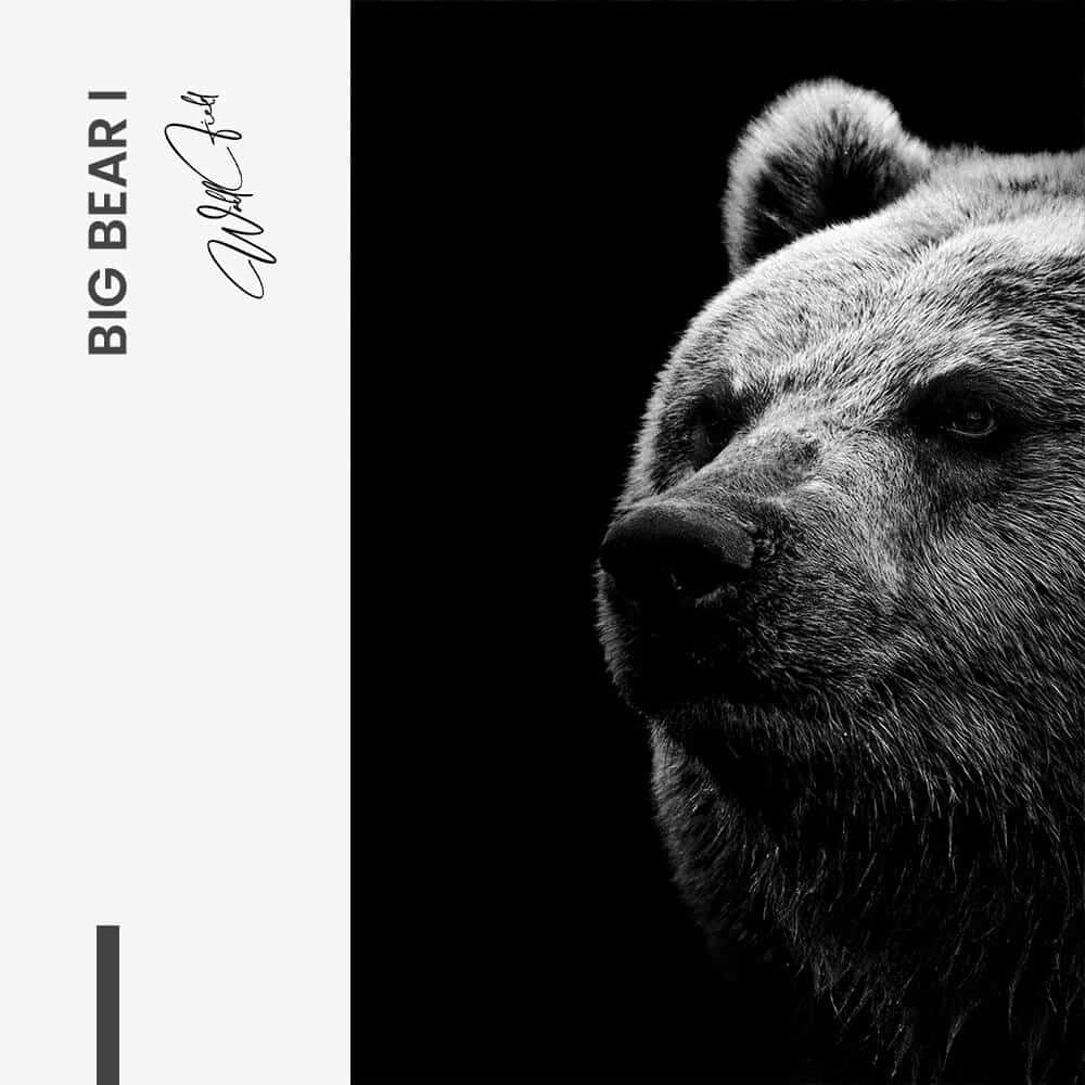 Bundle: "Big Bear" (2x) – Vetro