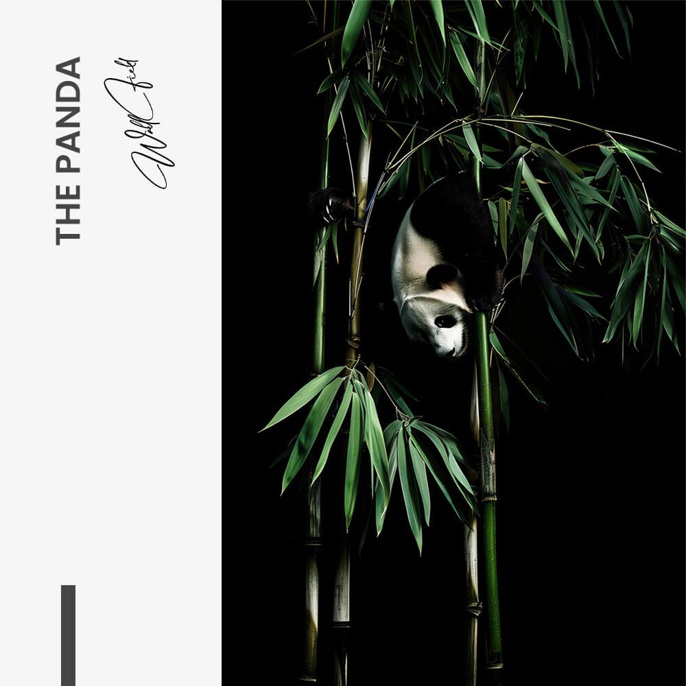 The Panda – Vetro