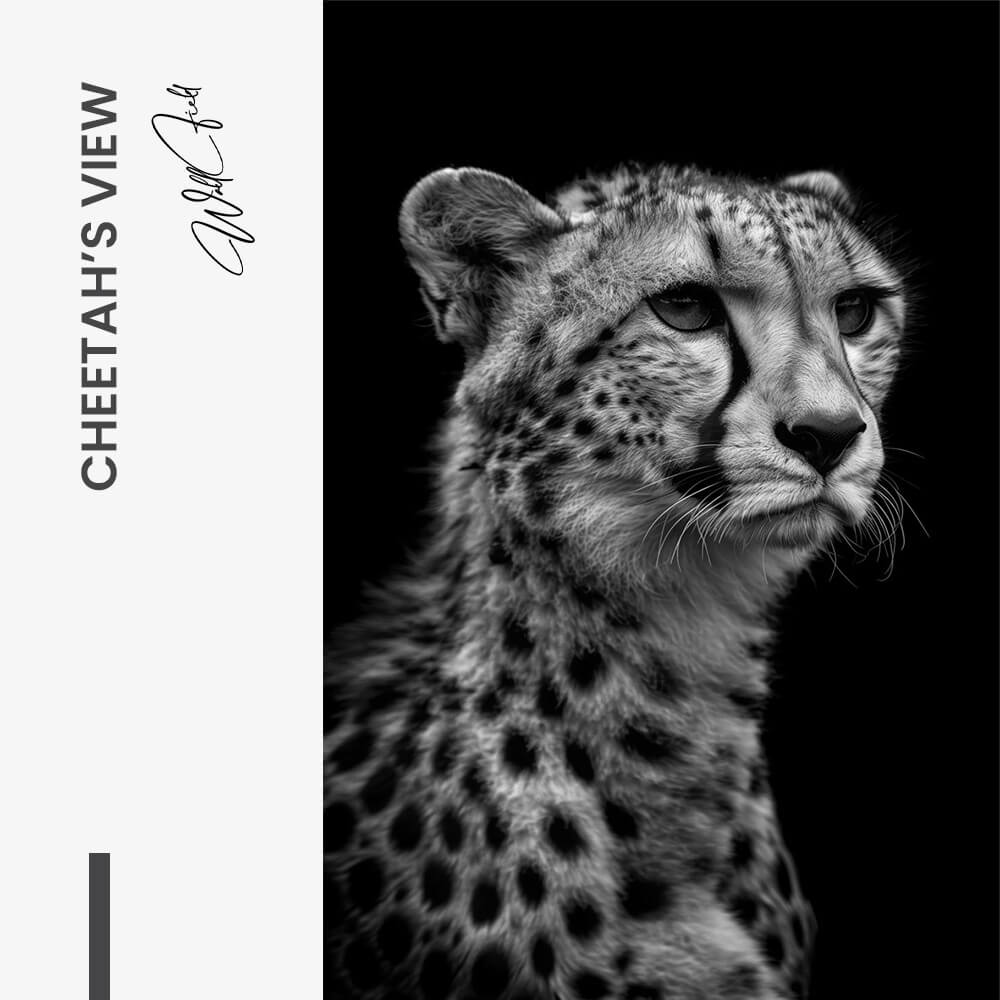 Cheetah's View – Vetro