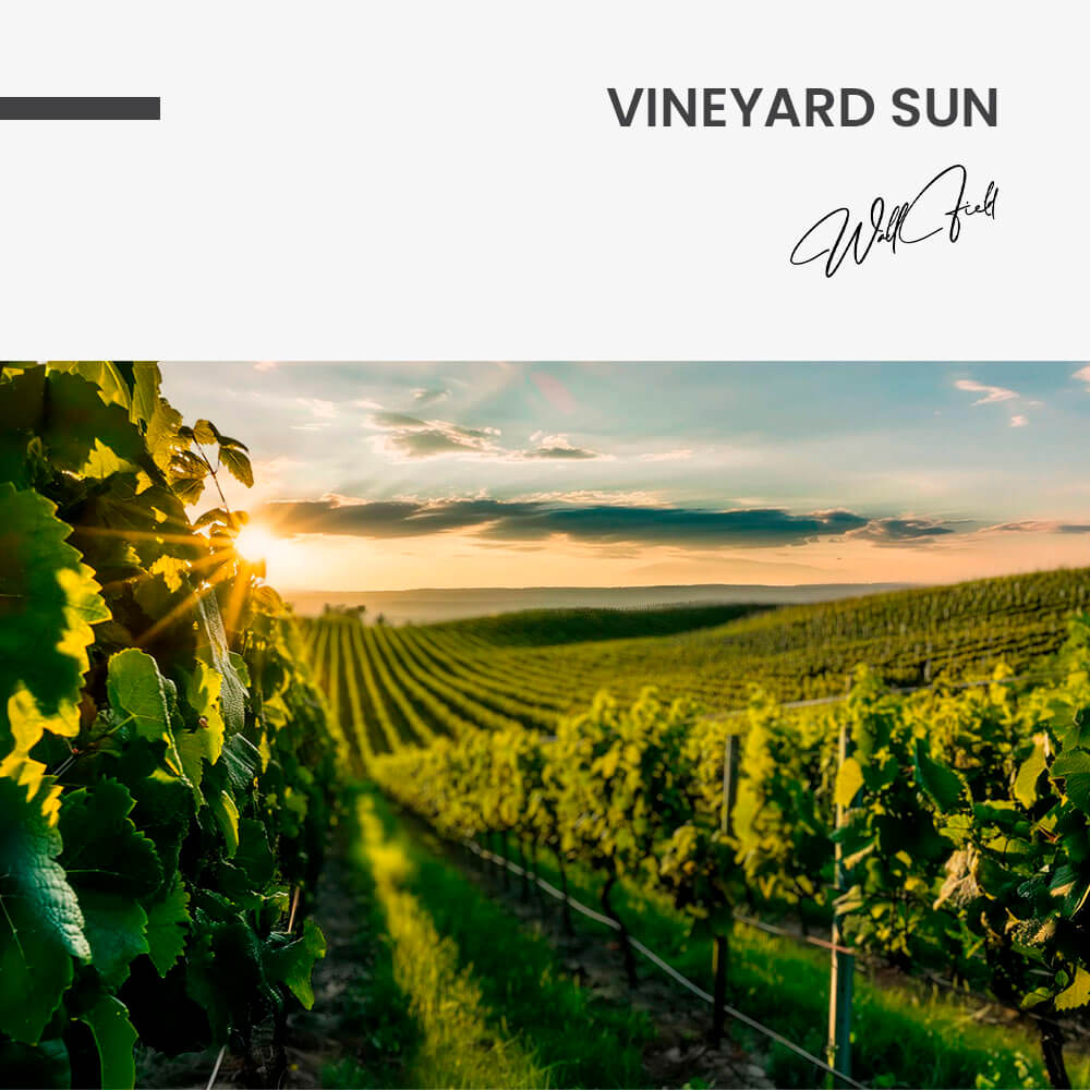 Vineyard Sun – Vetro