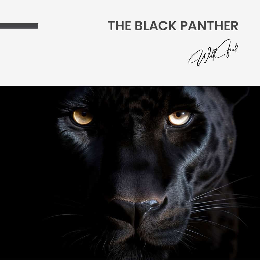 The Black Panther – Vetro