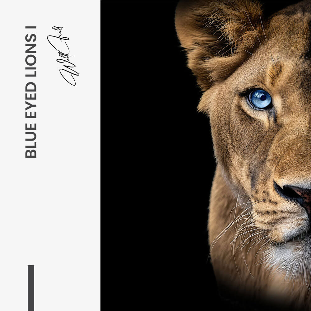 Bundle: "Calligraphy" (3x) – Vetro