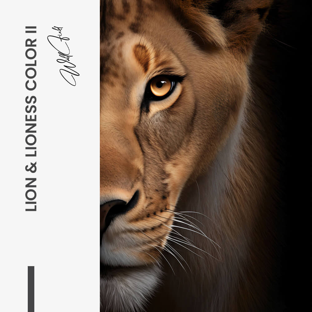 Bundle: "Lion & Lioness Color II" (2x) – Vetro