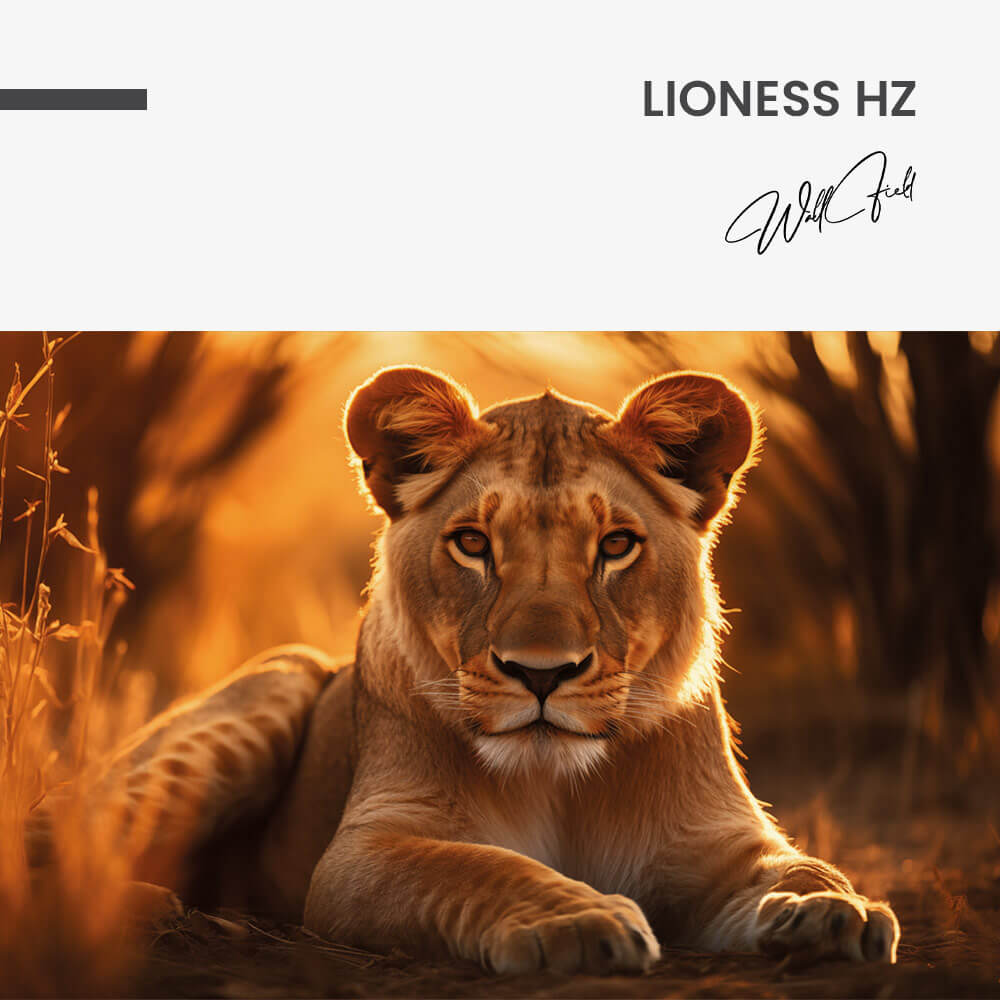 Lioness HZ – Vetro