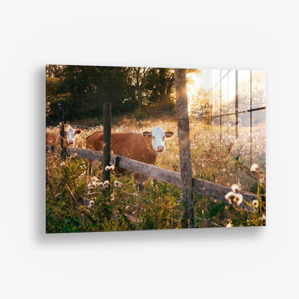 Swedish Cow – Vetro