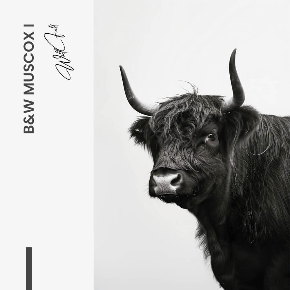 B&W Muscox II – Vetro