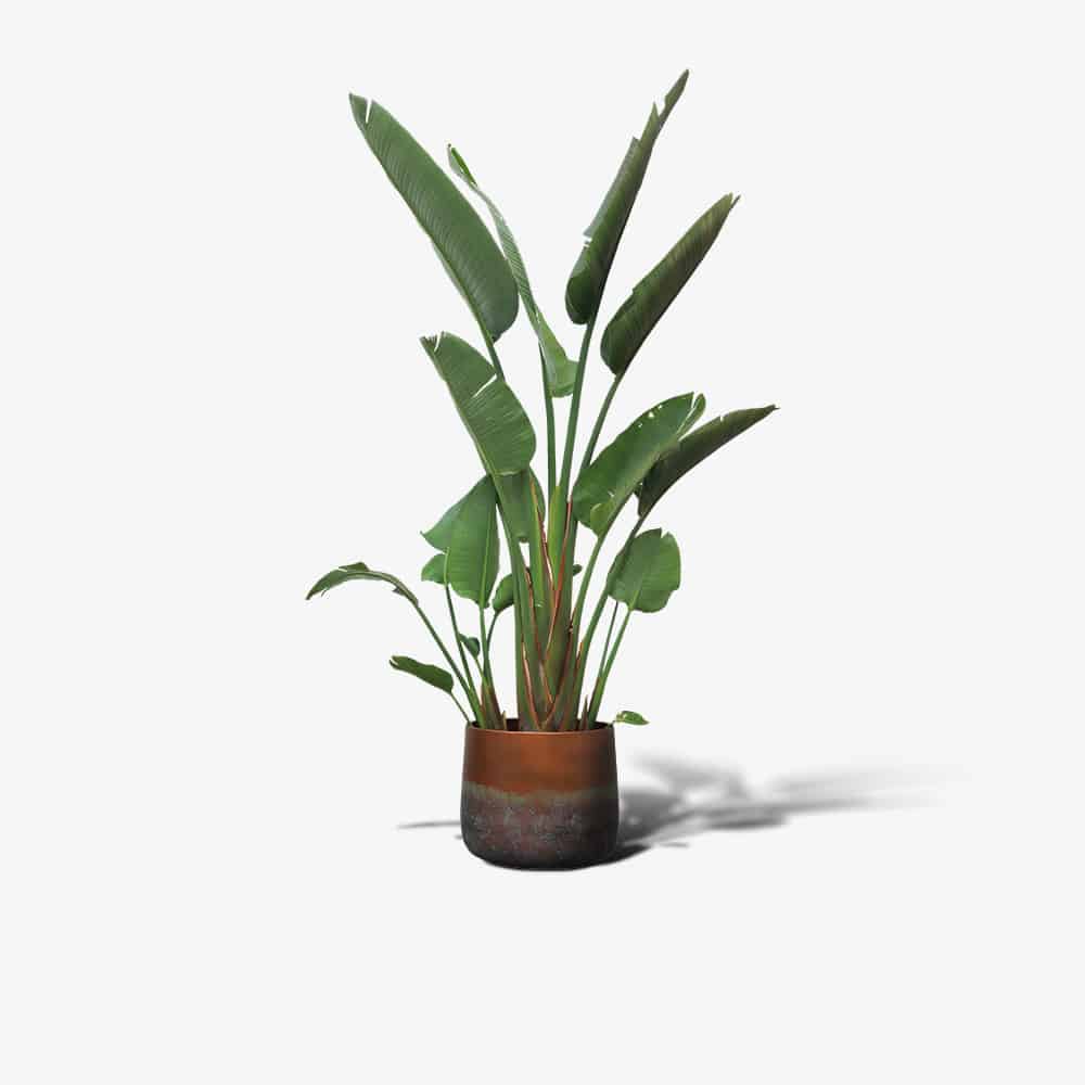 Bundle: "Tiger face" (2x)