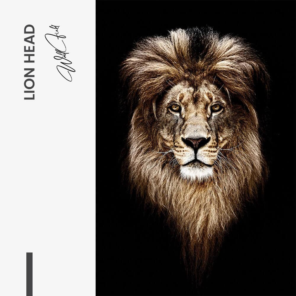 Lion Head – Vetro