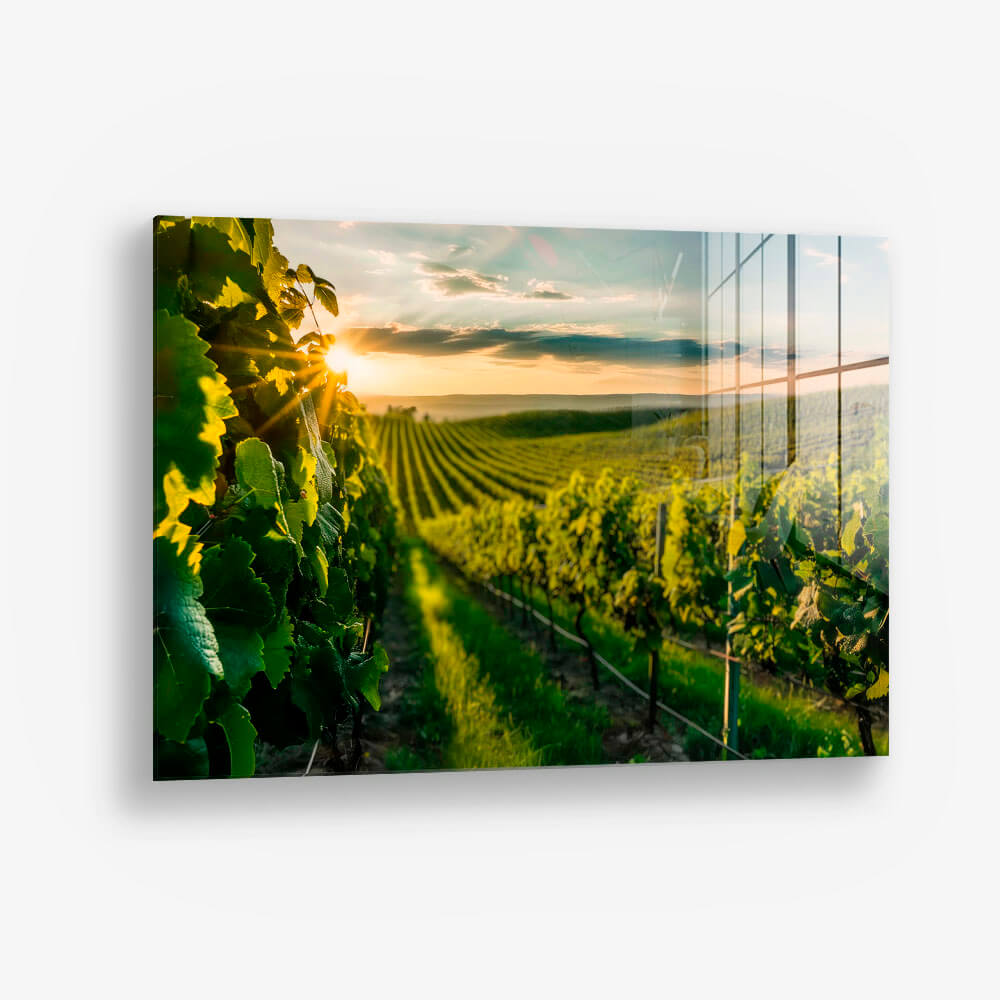 Vineyard Sun – Vetro