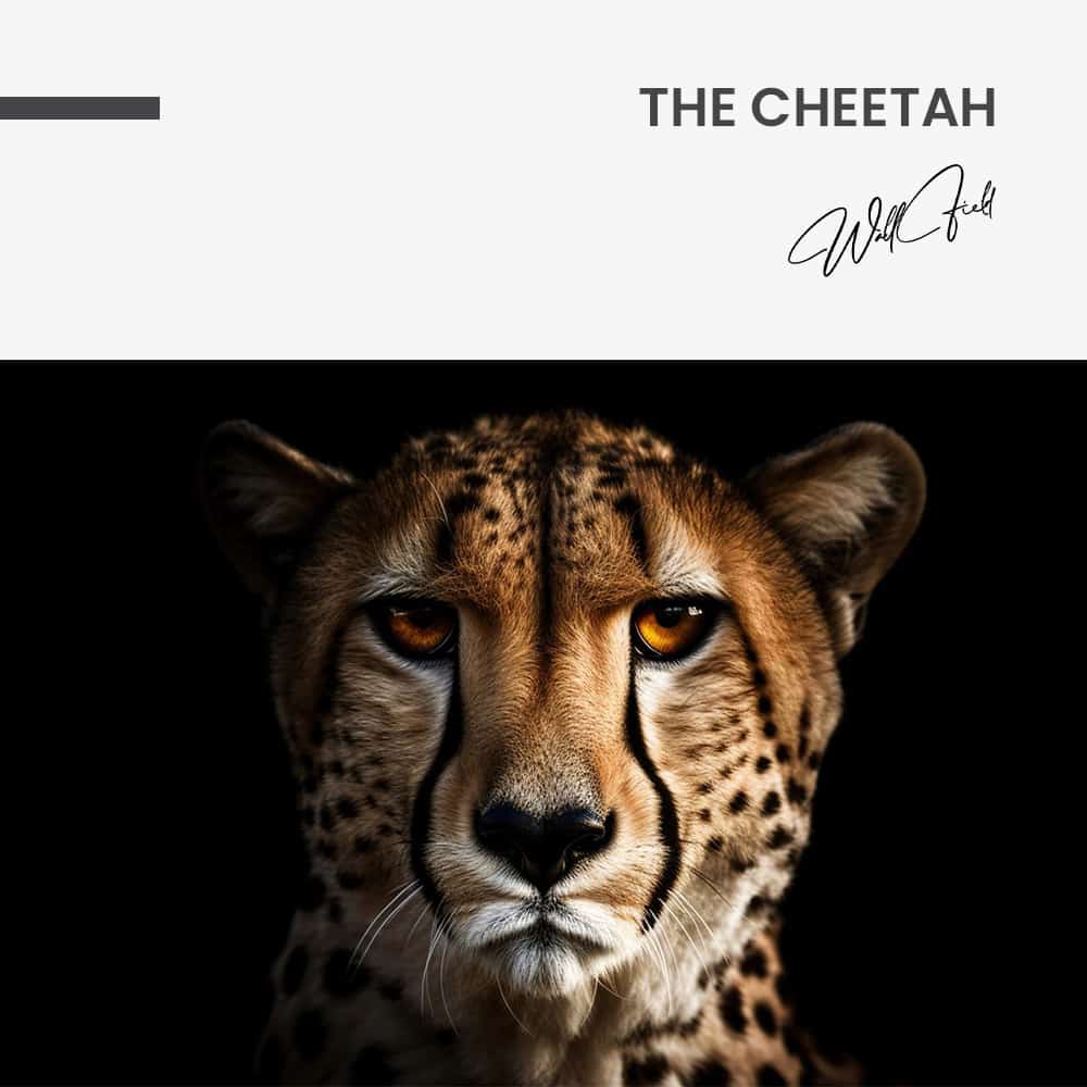 The Cheetah – Vetro