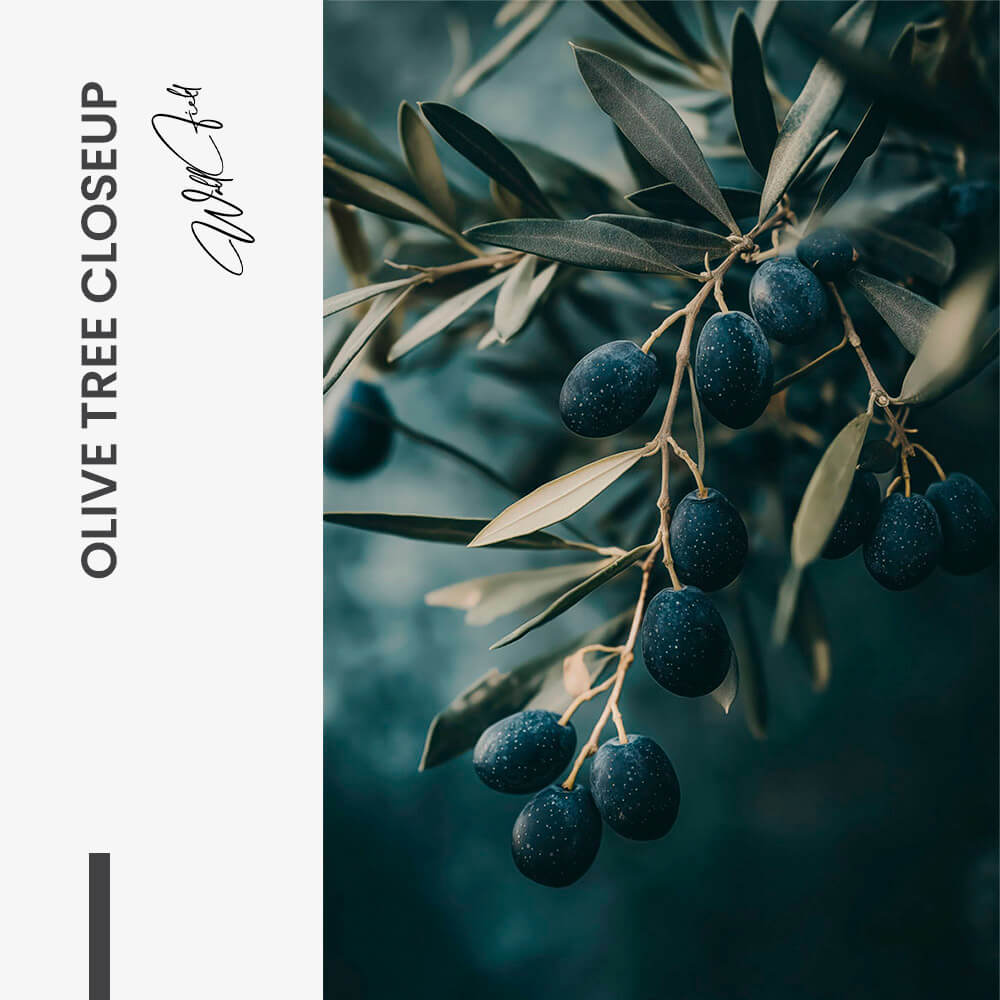 Olive Tree Closeup – Vetro