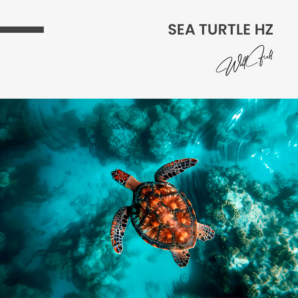 Sea Turtle HZ – Vetro
