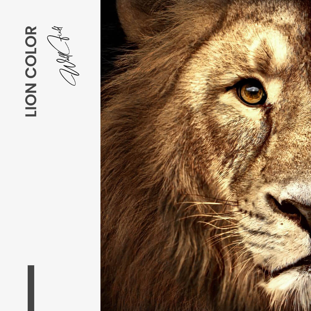 Bundle: "Lion & Lioness Color" (2x) – Vetro