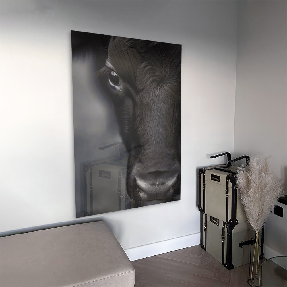 Cow Close-Up – Vetro