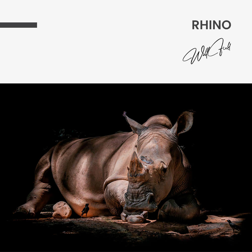 Rhino – Vetro