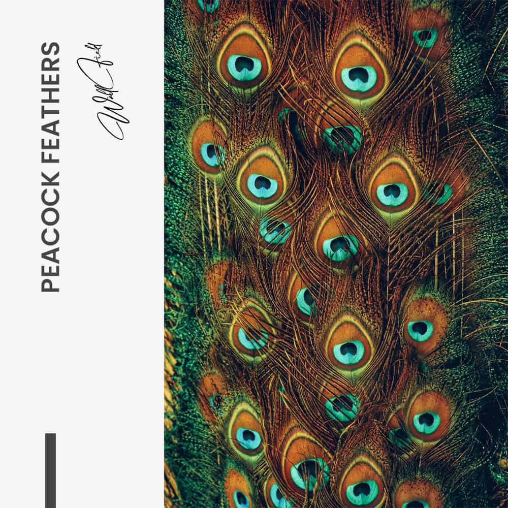 Peacock Feathers – Vetro