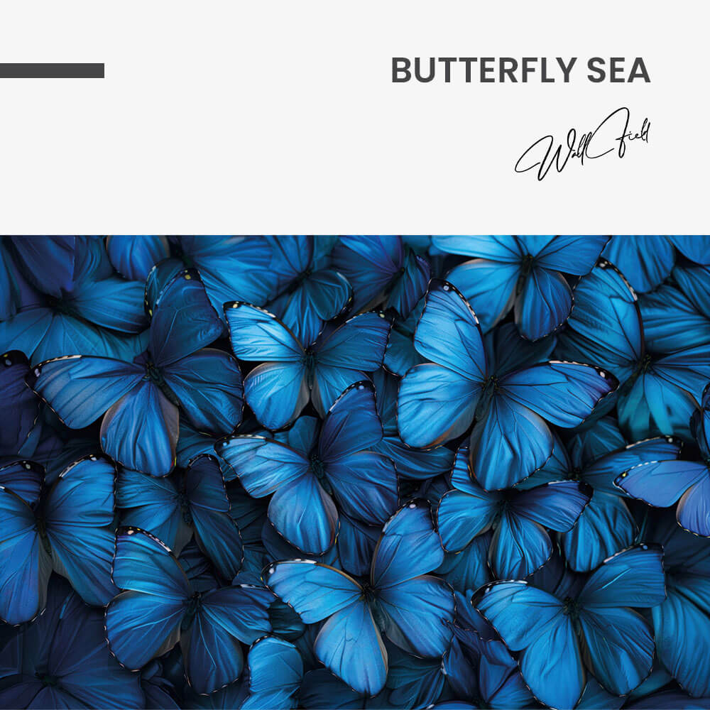 Butterfly Sea – Vetro