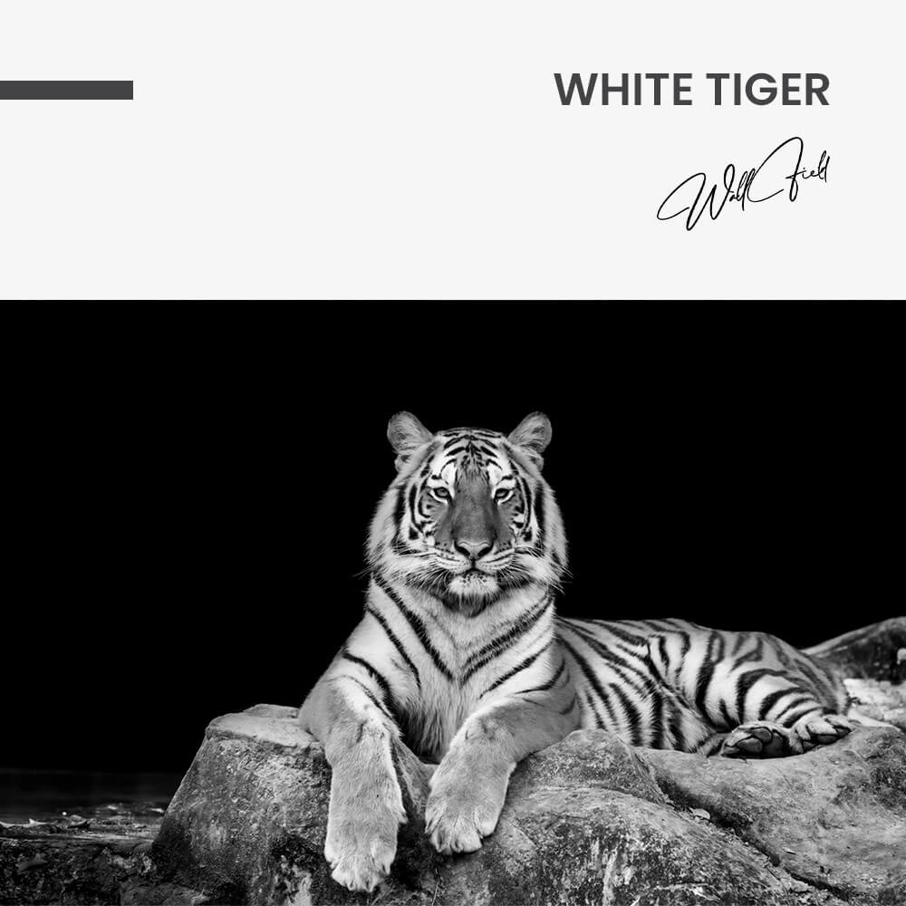 White Tiger – Vetro