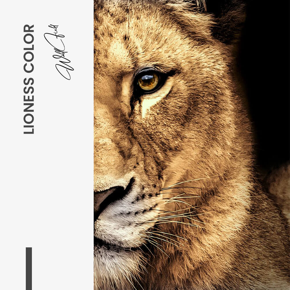 Bundle: "Lion & Lioness Color" (2x) – Vetro