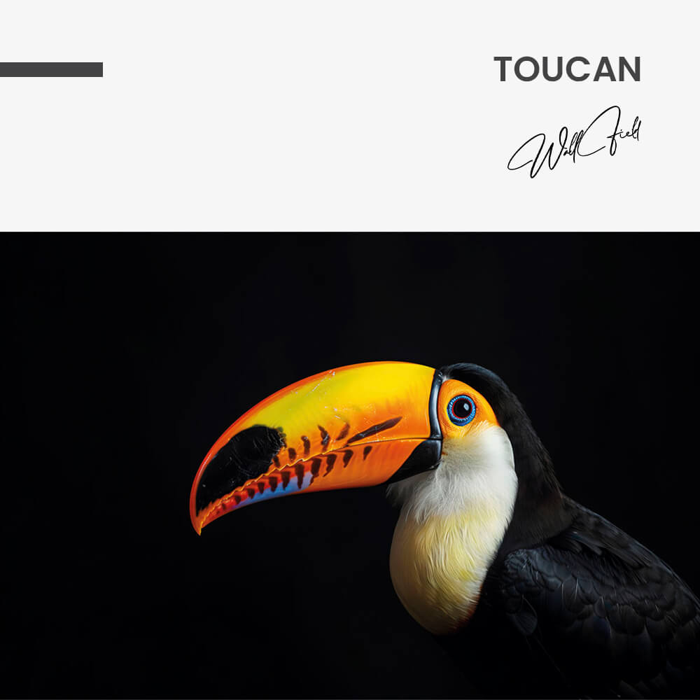 Toucan – Vetro