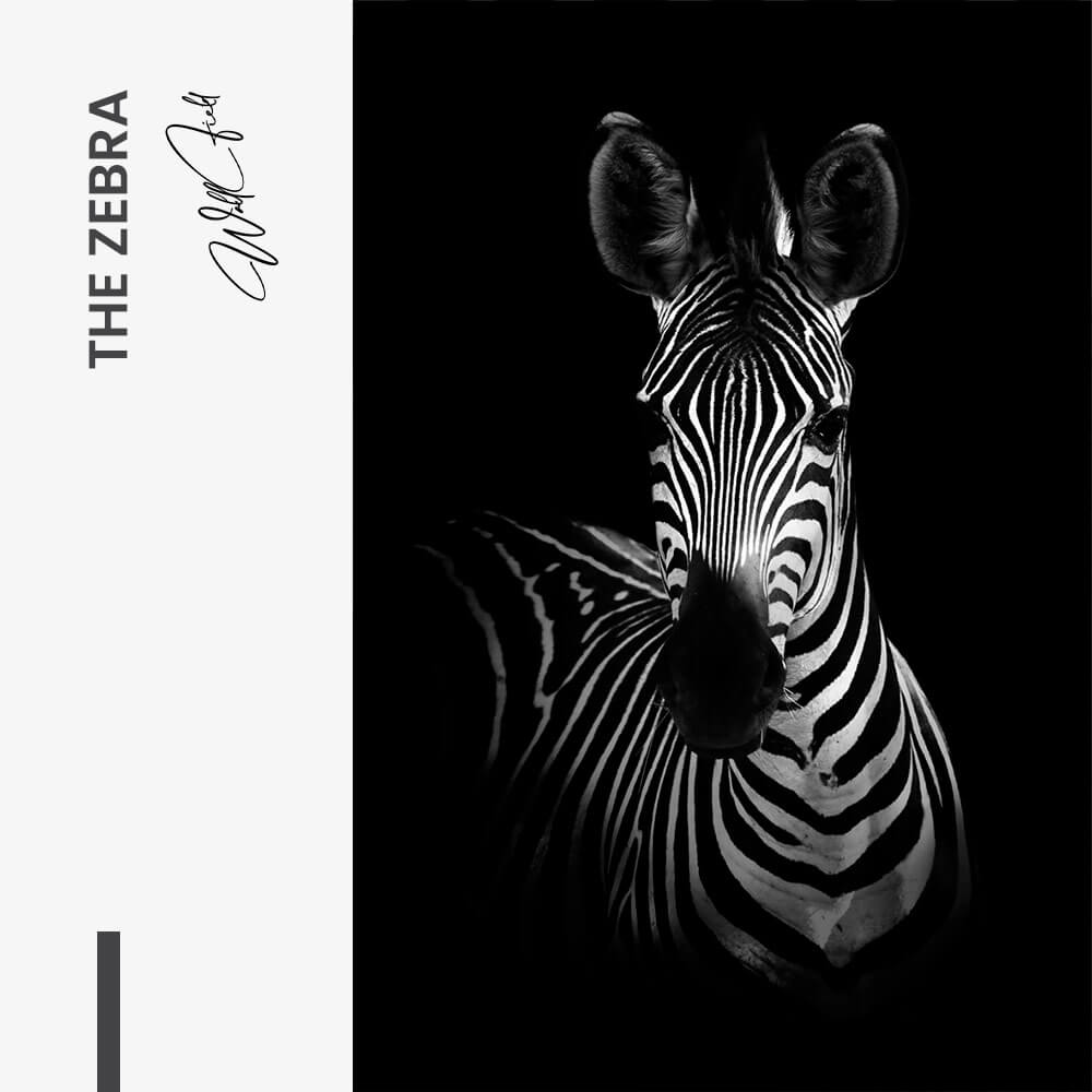 The Zebra – Vetro
