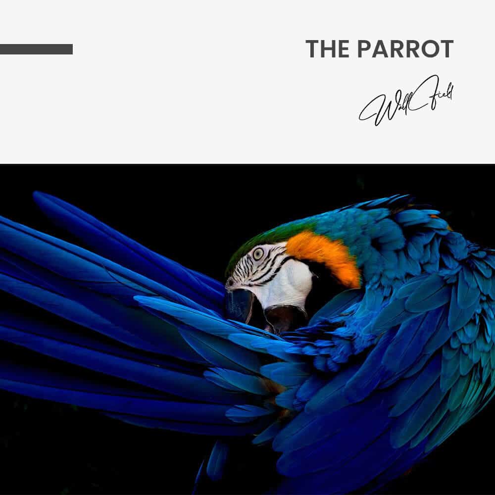 The Parrot – Vetro