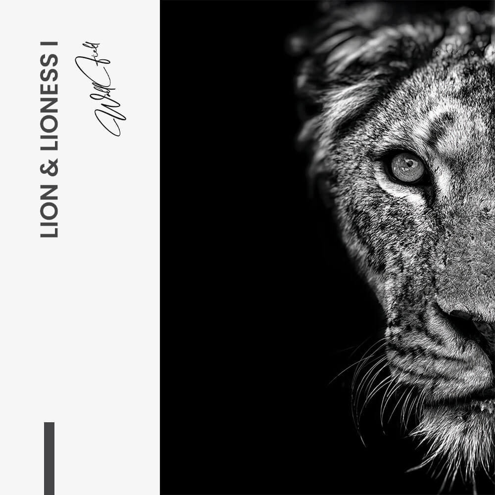 Bundle: "Lion & Lioness III" (2x) – Vetro