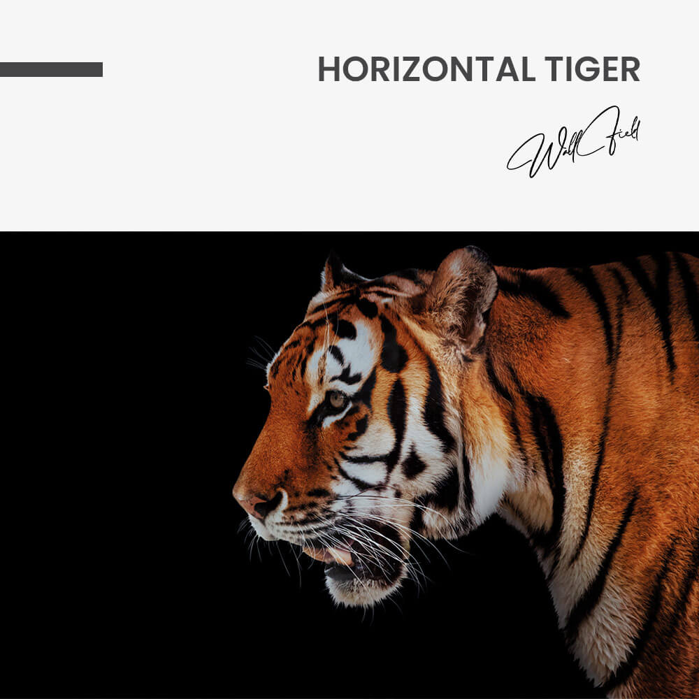 "Horizontal Tiger"