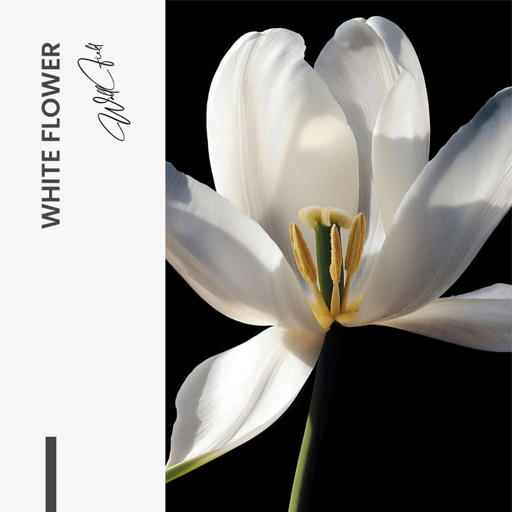 White Flower – Vetro