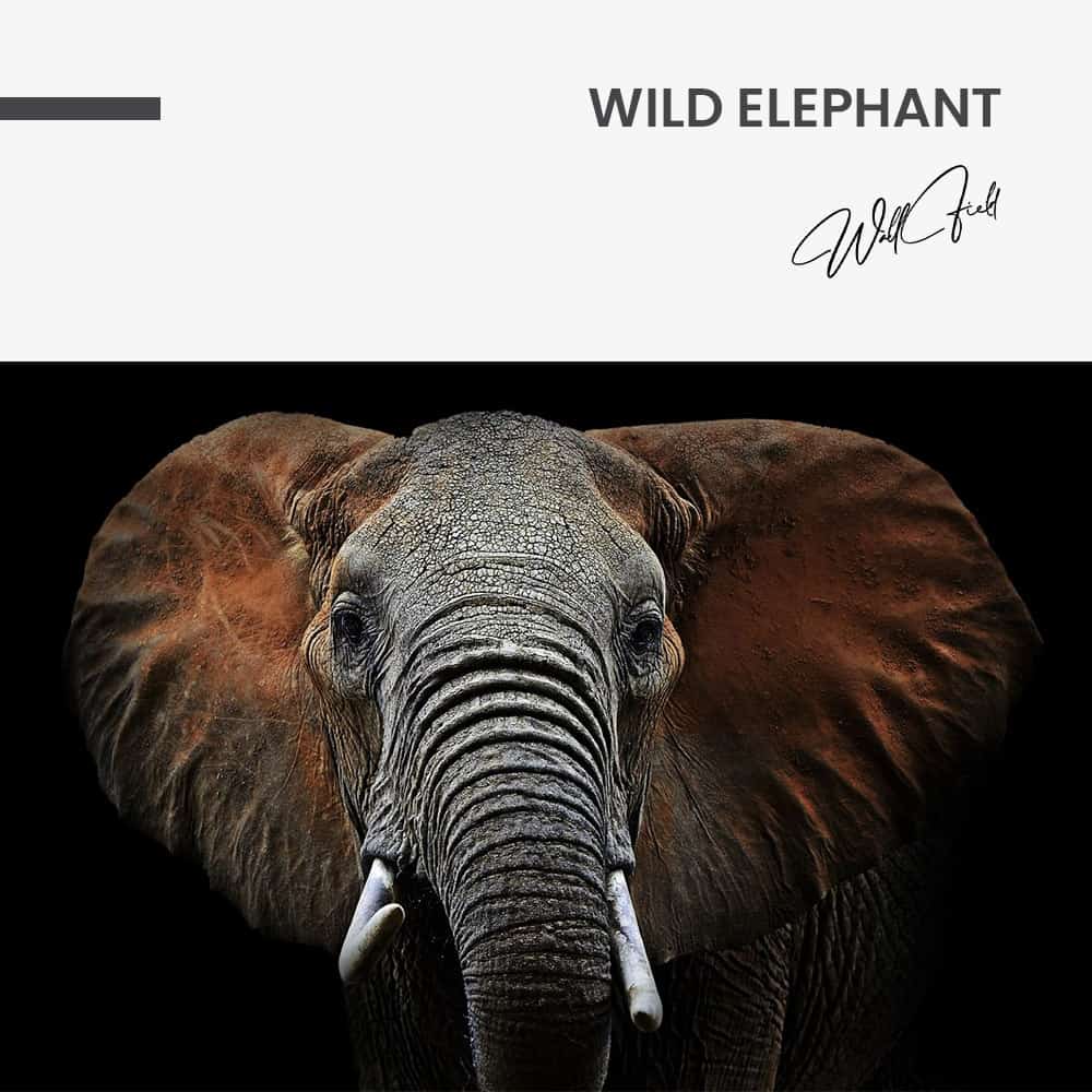 Wild Elephant – Vetro