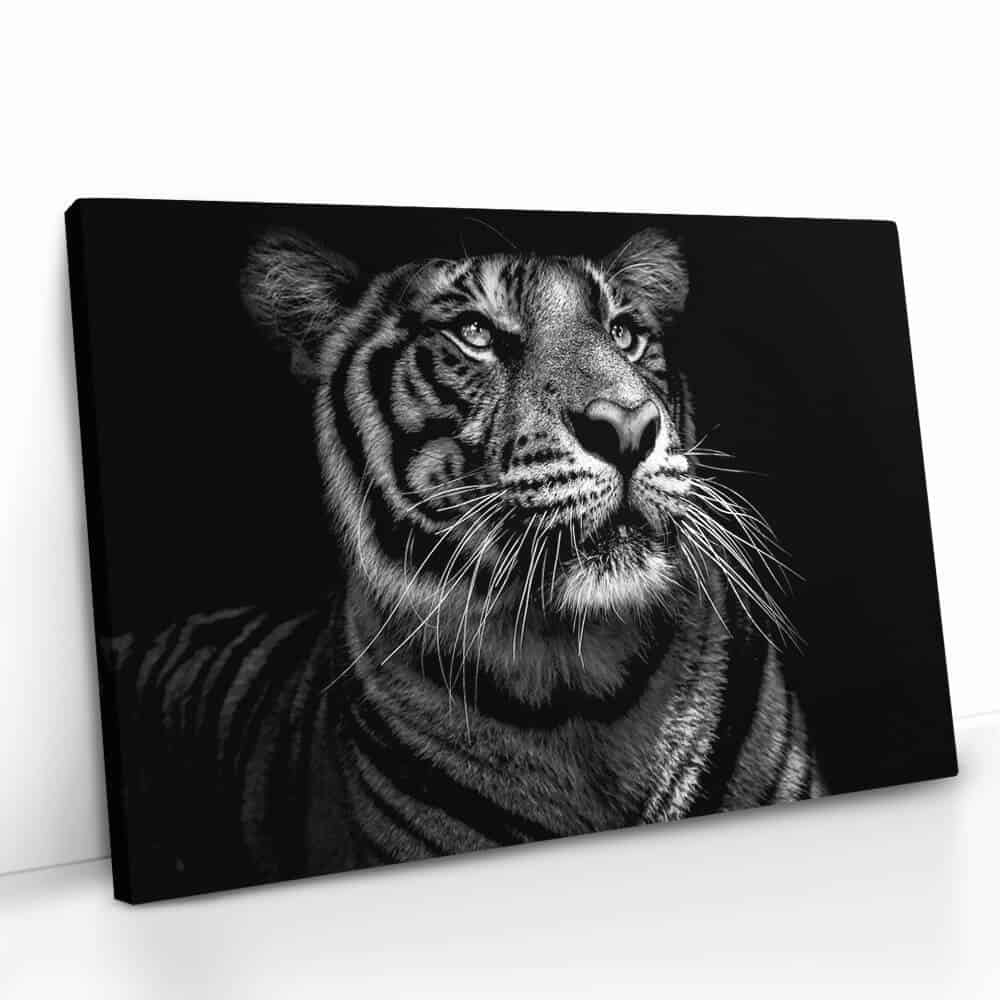 "B&W Tiger"