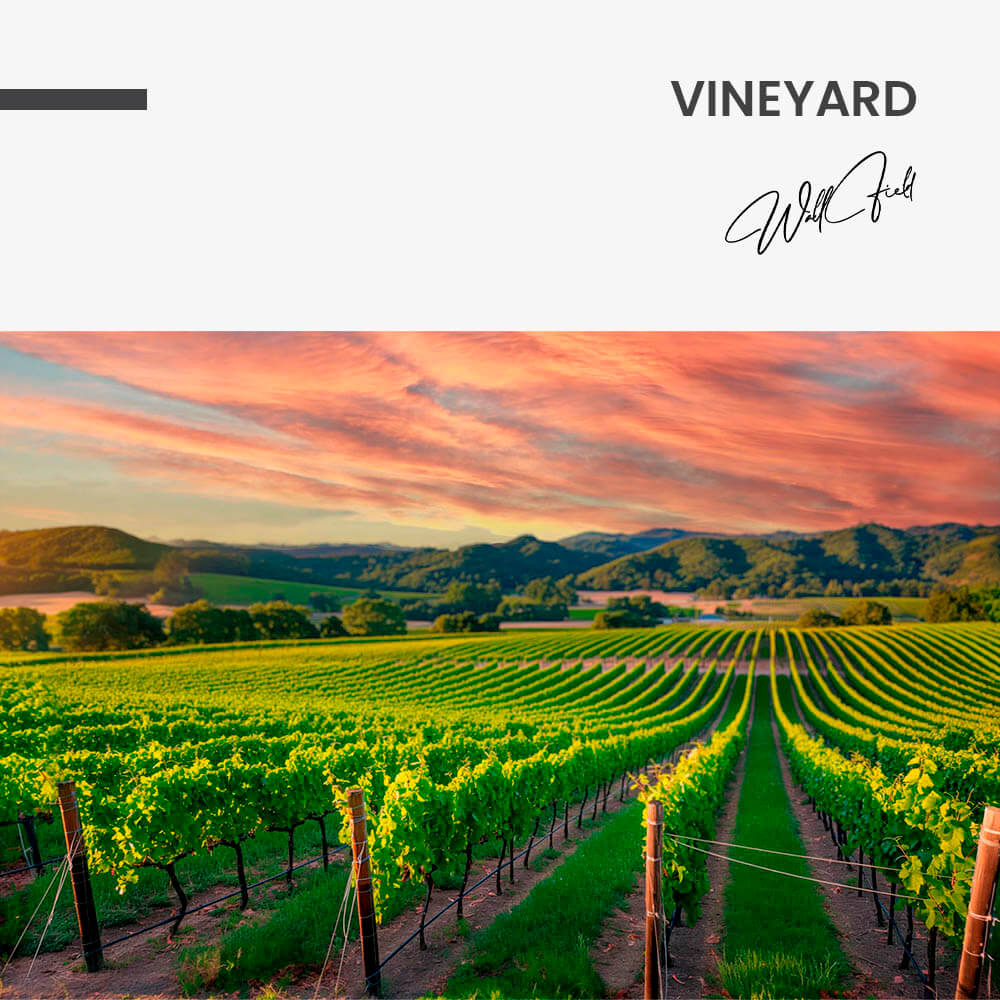 Vineyard – Vetro