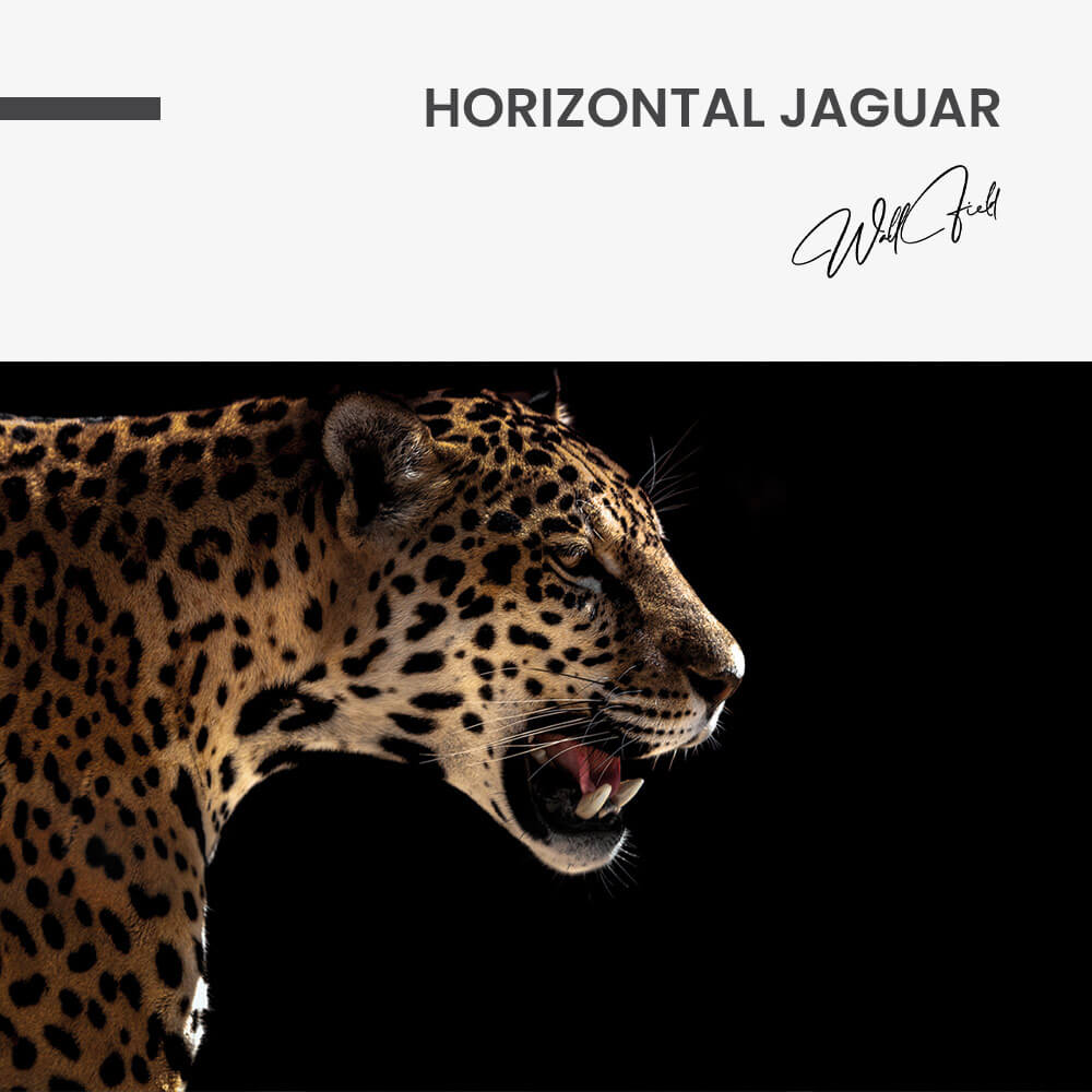 Horizontal Jaguar – Vetro