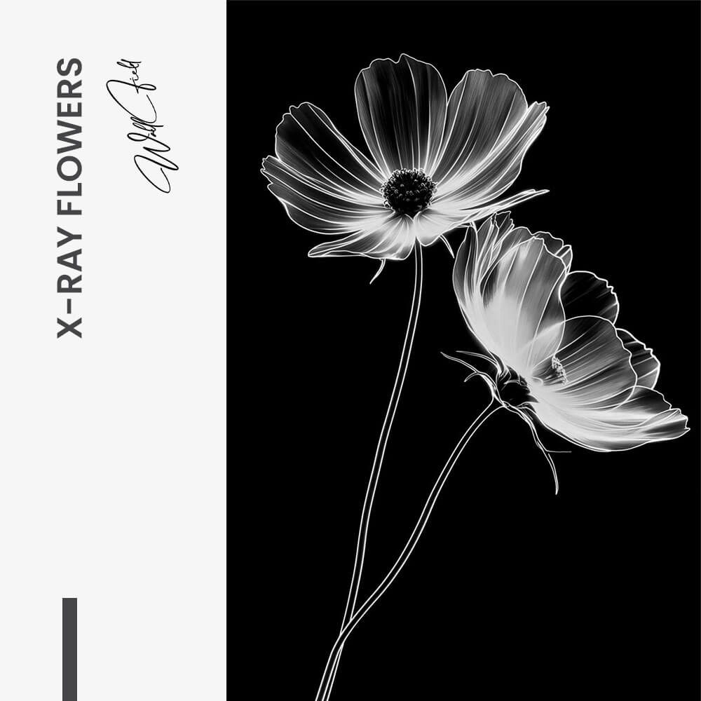 X-Ray Flowers – Vetro