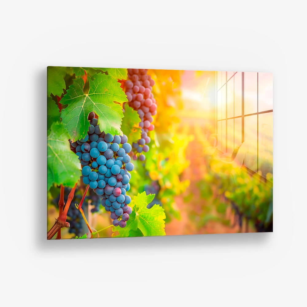 Vineyard Grape – Vetro