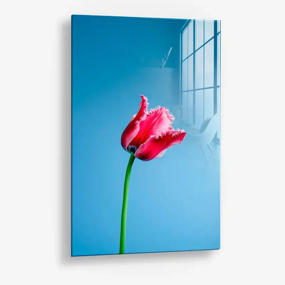 Singular Tulip – Glass