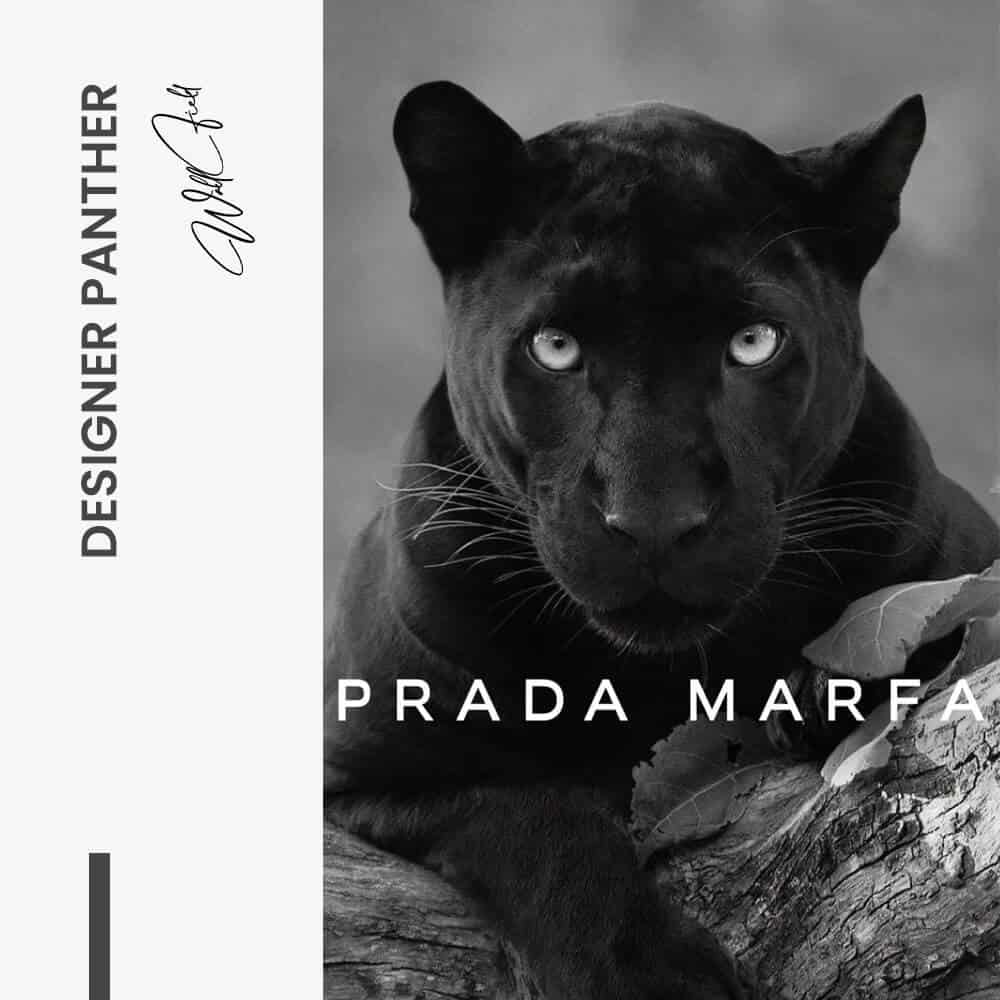 Designer Panther - Vetro