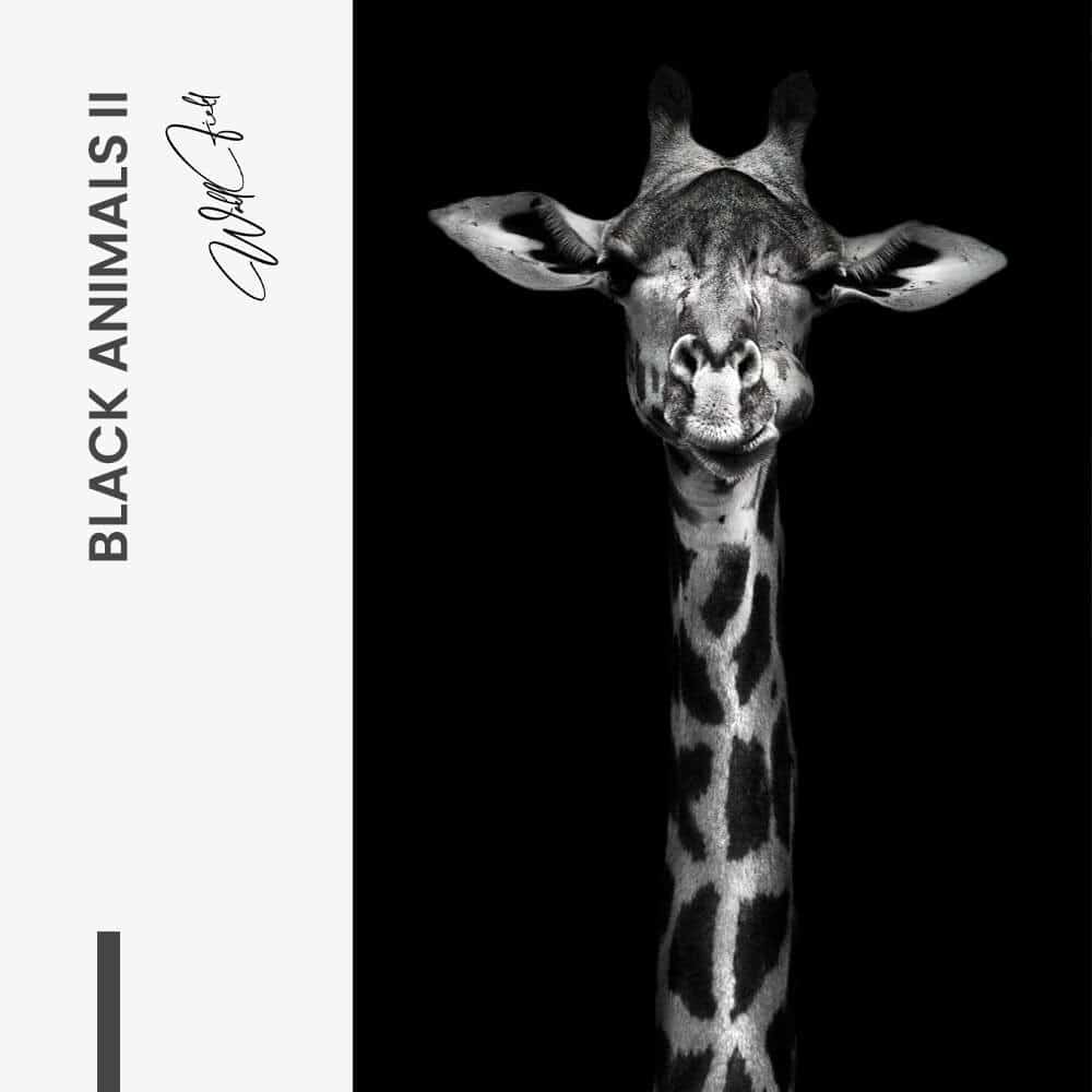 Bundle: "Black Animals" (2x) – Vetro
