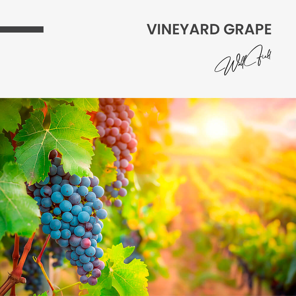 Vineyard Grape – Vetro