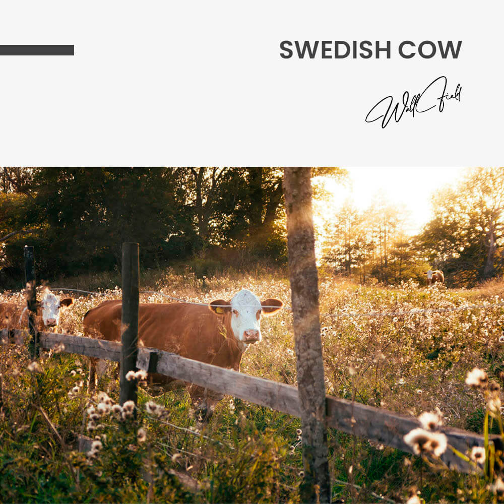 Swedish Cow – Vetro