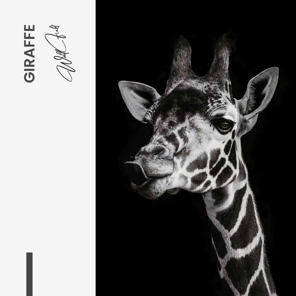 Giraffe - Vetro