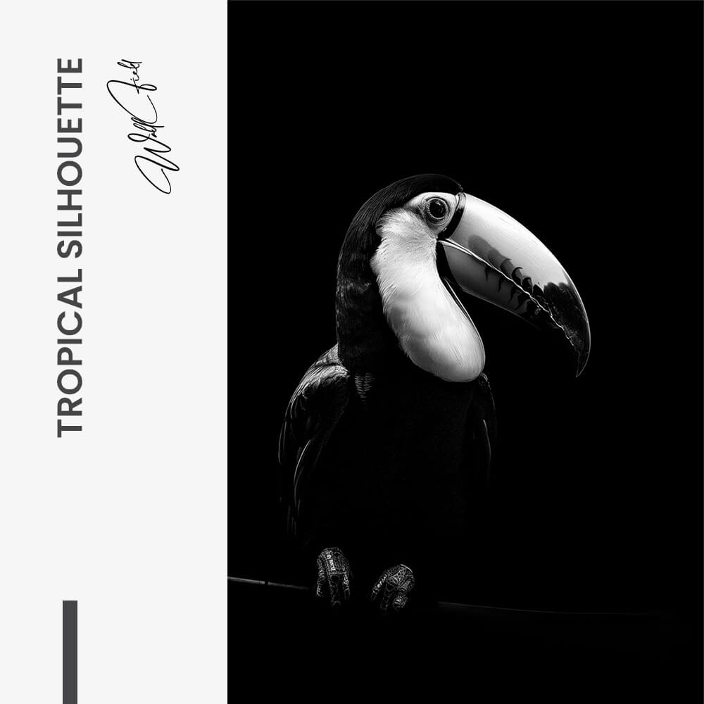 Tropical Silhouette – Vetro